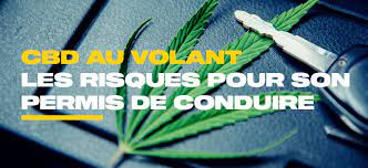 CBD et Permis de Conduire : Ce que Vous Devez Savoir